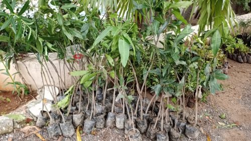 WhatsApp-Image-2024-09-13-at-9.55.25-AM-3