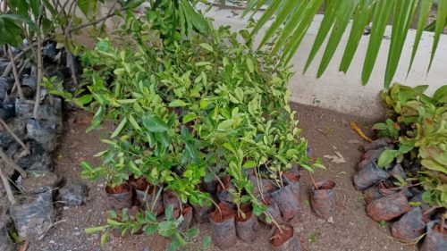 WhatsApp-Image-2024-09-13-at-9.55.26-AM